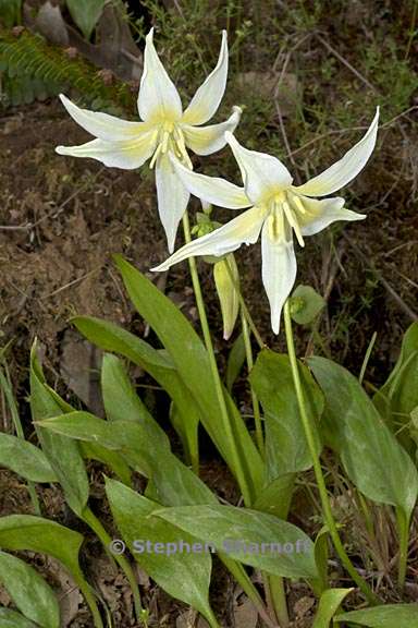 erythronium multiscapideum 2 graphic